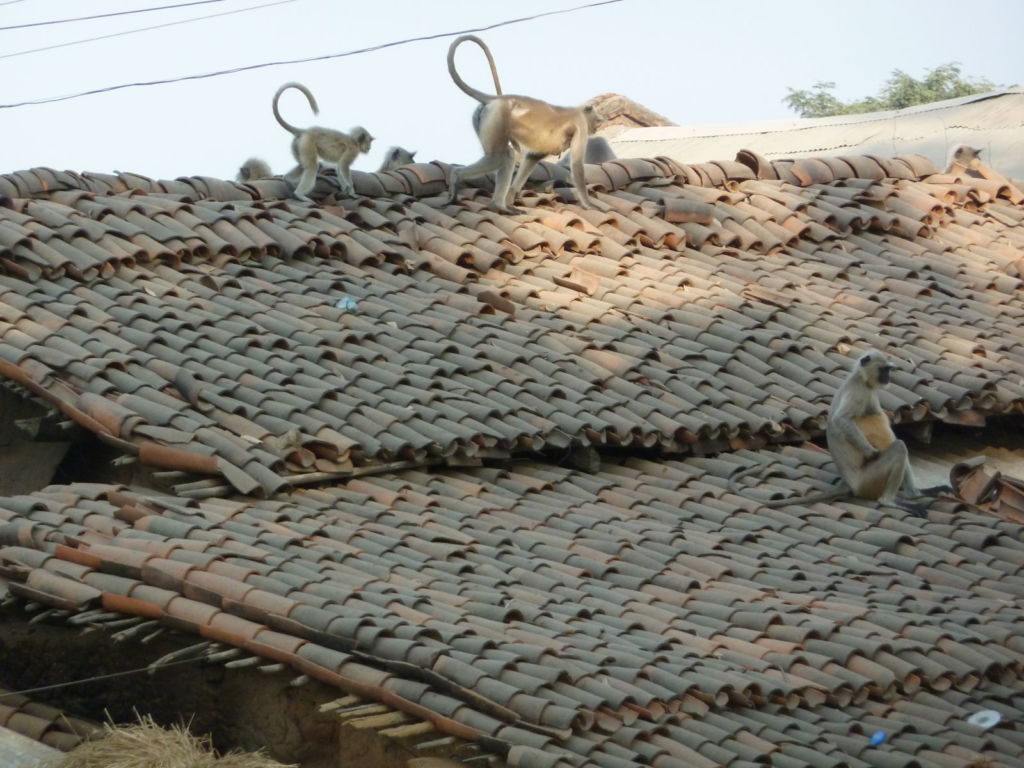 Monkeys on roof