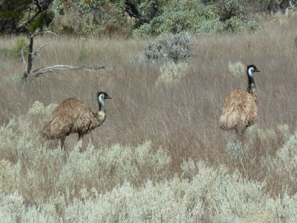 Emus in long grass