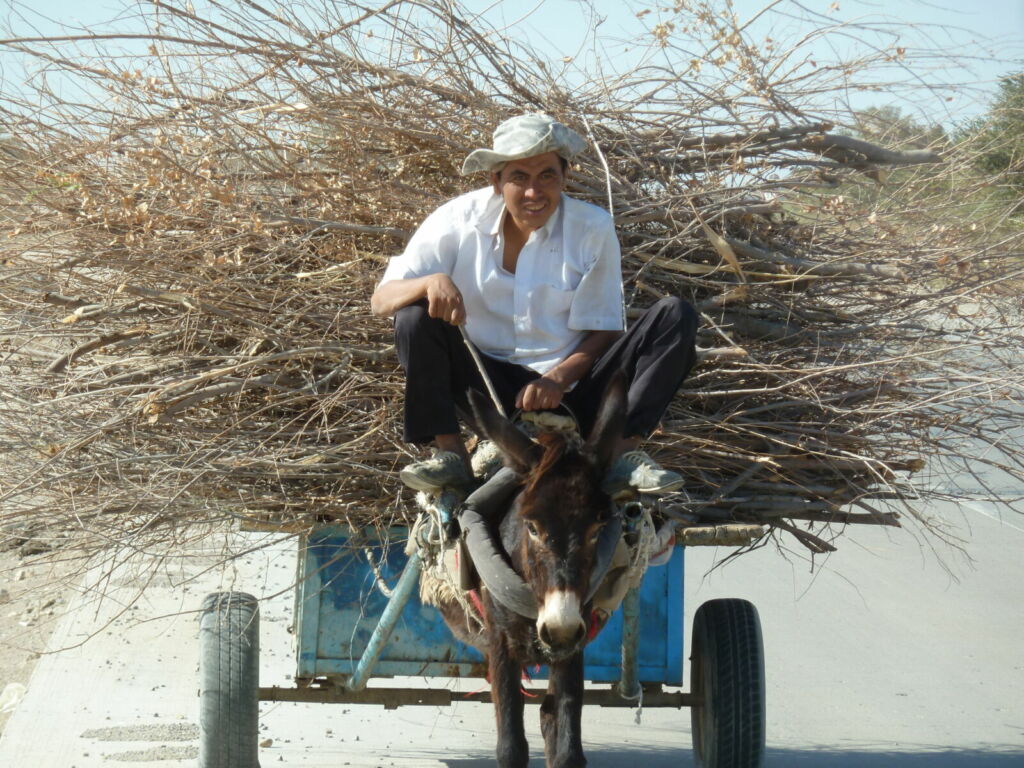 Donkey pulling cart man and branches