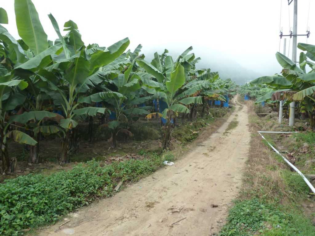 Dirt track surrounded by banana trees