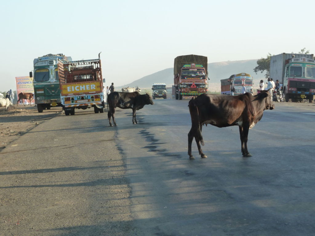 Cows with trucks in road