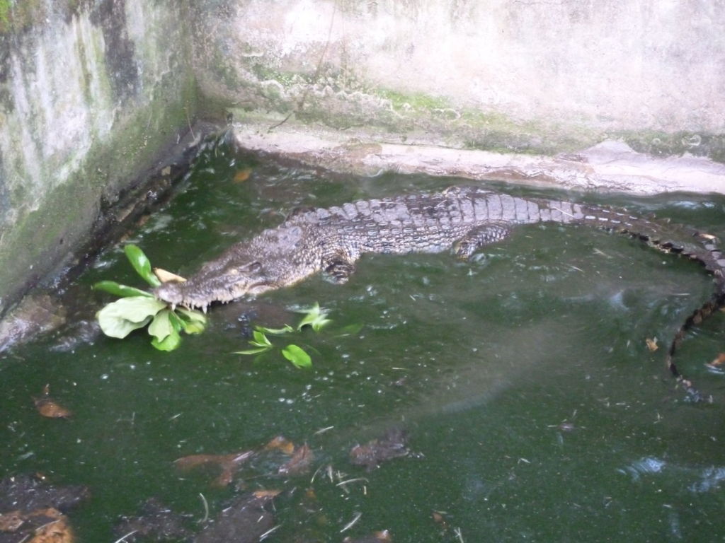 Crocodile eating leaf