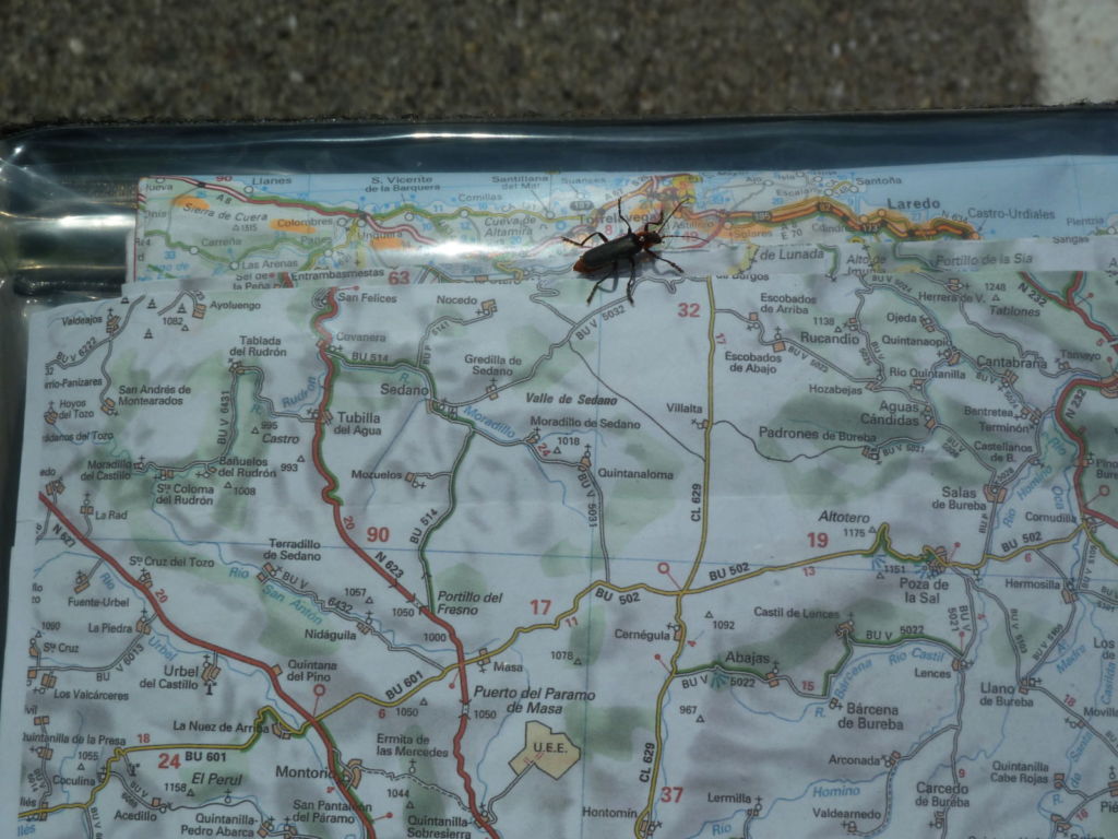 Map and bug