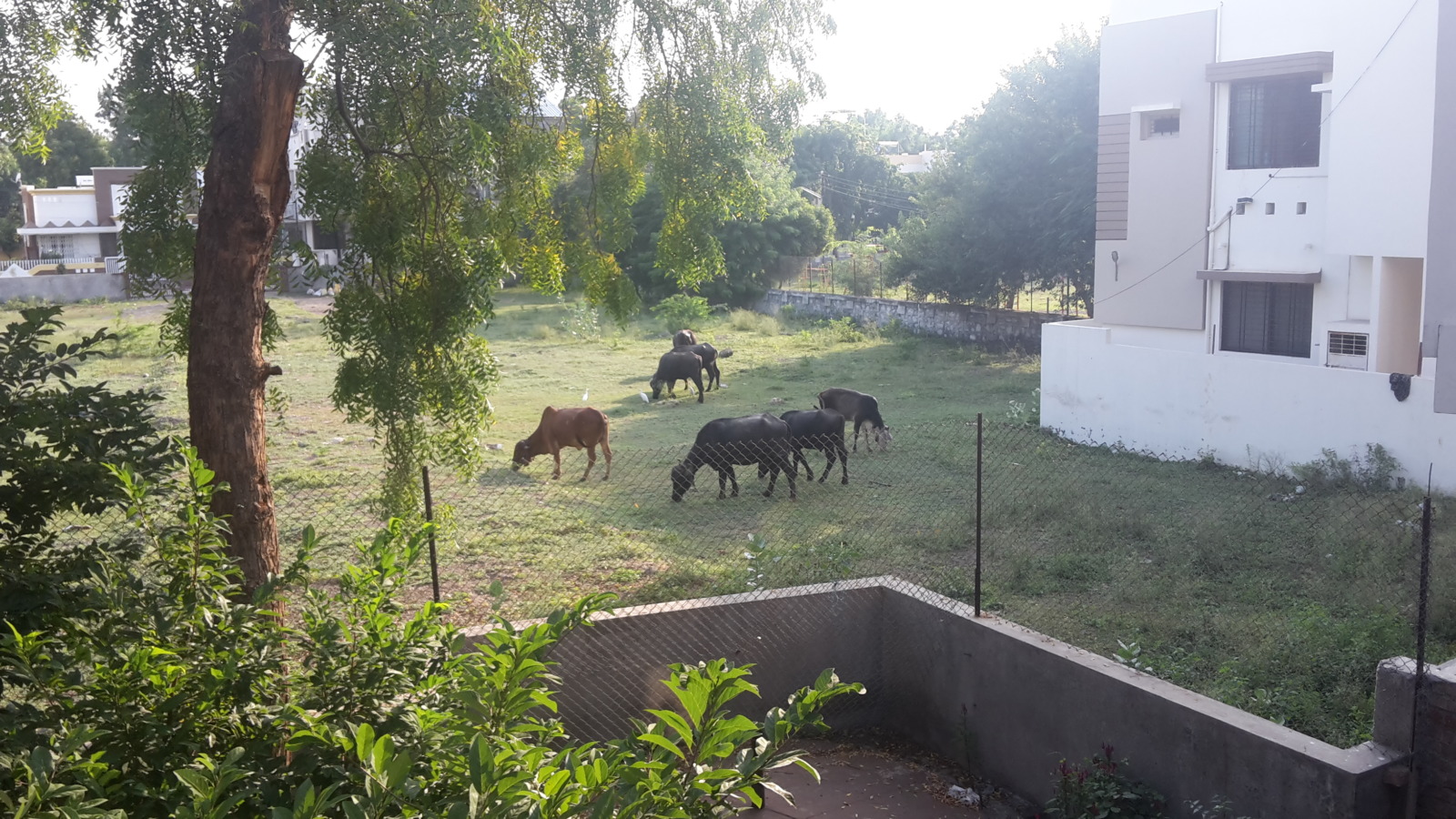 Horses behind the hotel Ganapati Palace in Dhule.