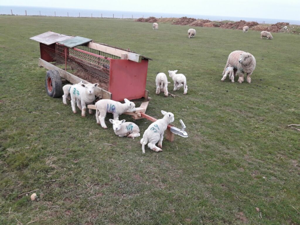 Lambs eating from a trough