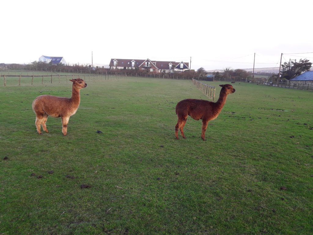 Alpacas in a field