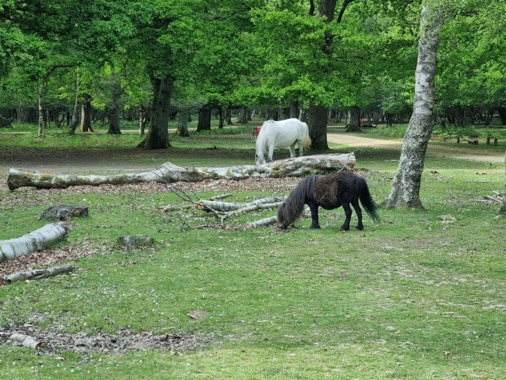 Ponies in forest