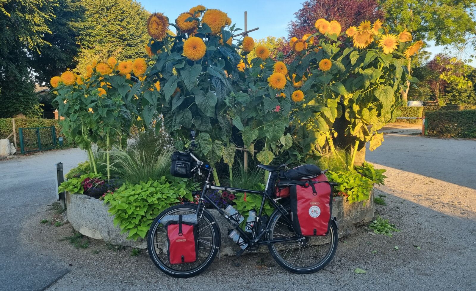 Bike and flowers