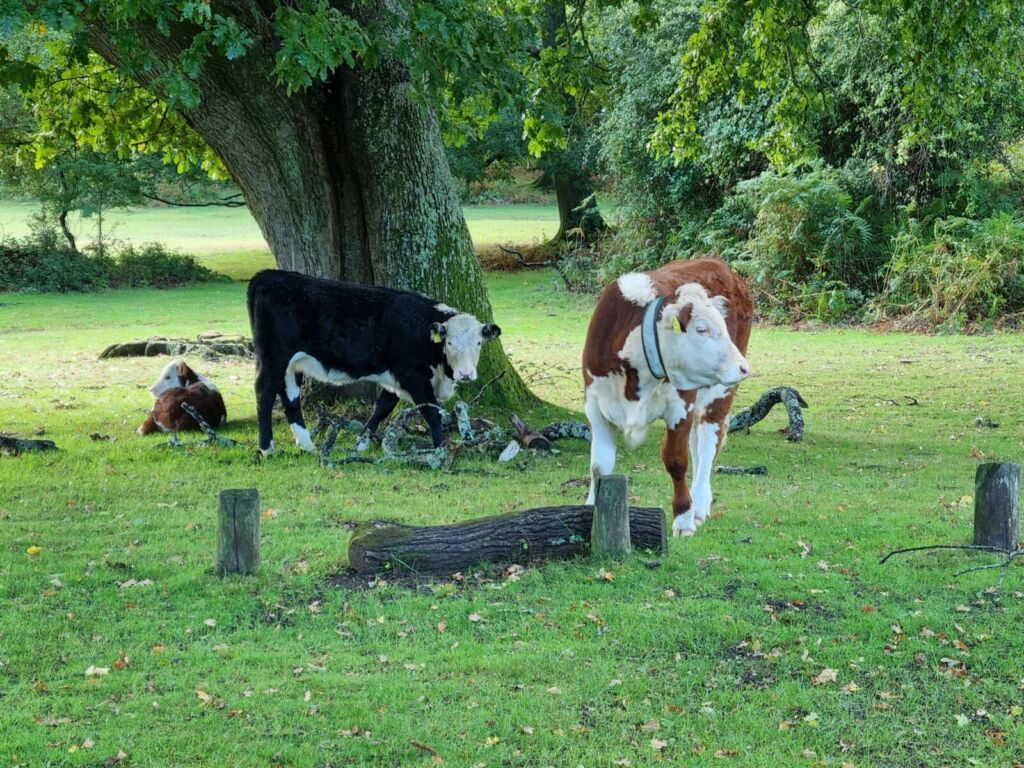 Cows by tree