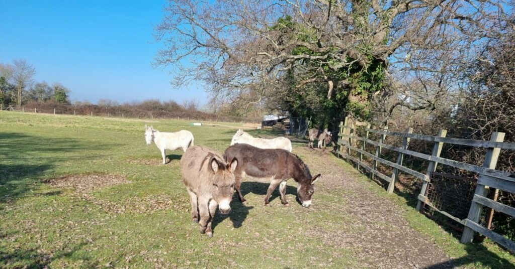 Donkeys in field