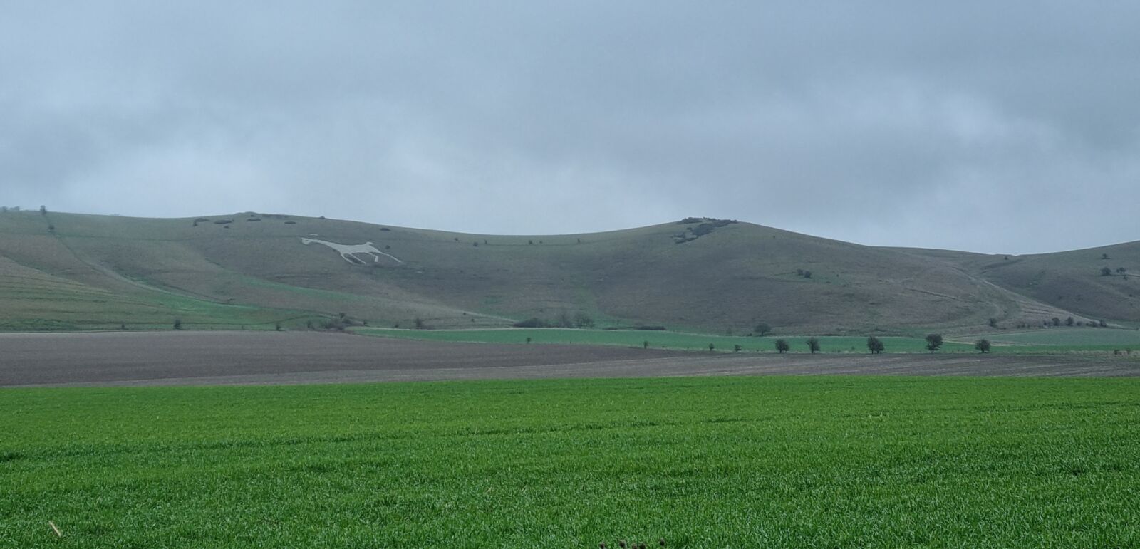 Rolling hills with white horse