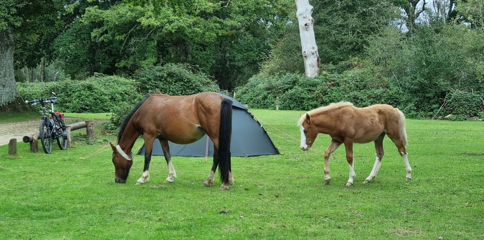 Horses, bike, tent