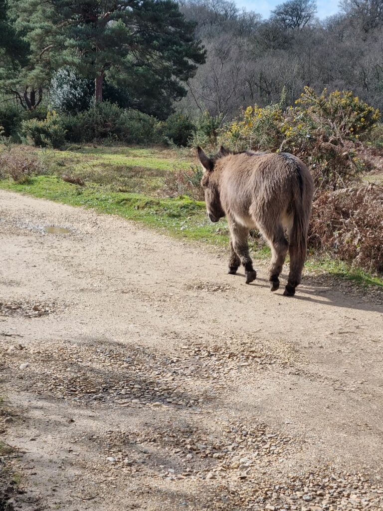 Donkey walking on road
