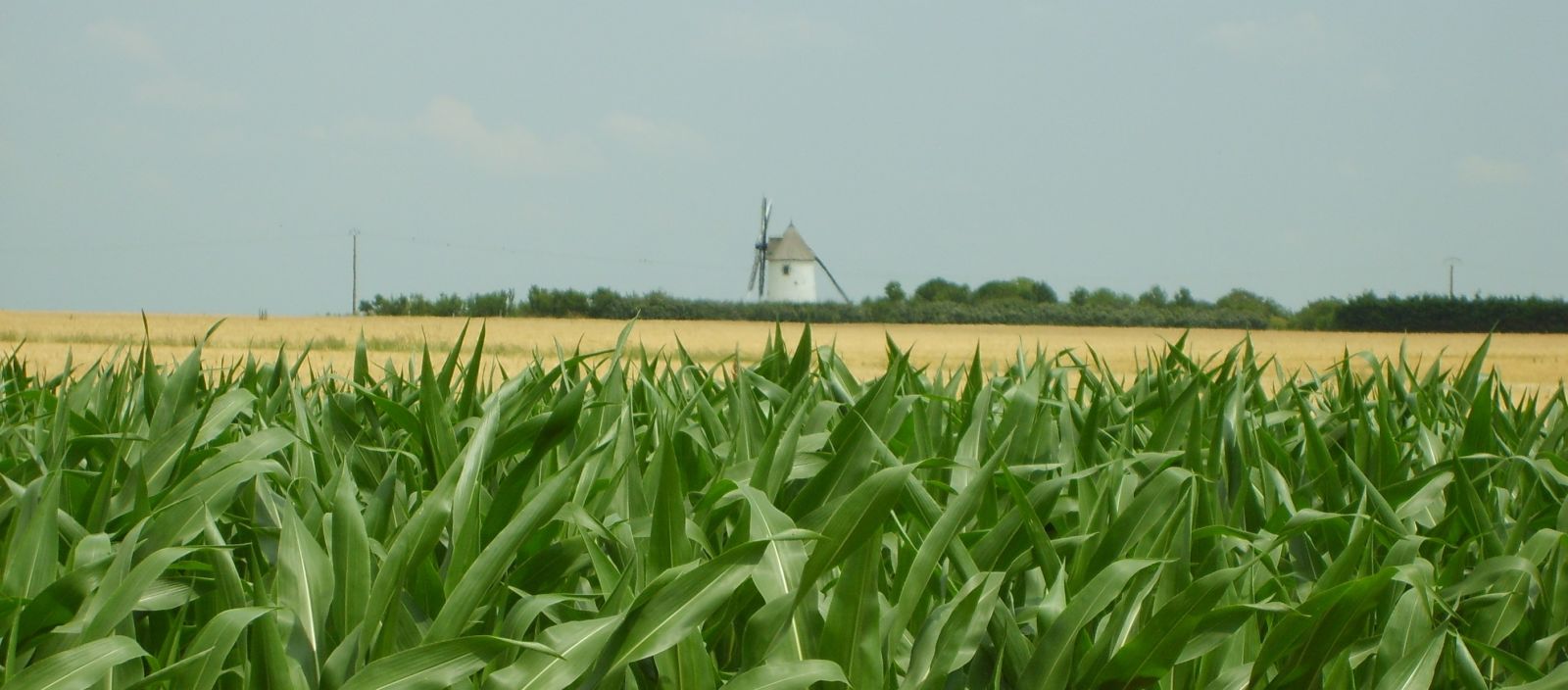 Leaves field windmill