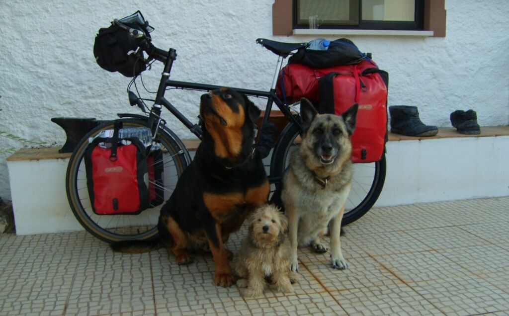Dogs by bike