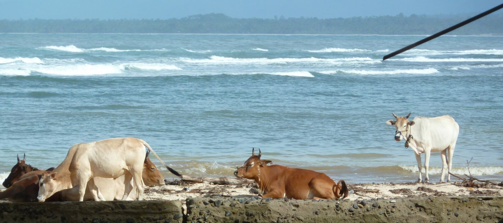 Cows on beach