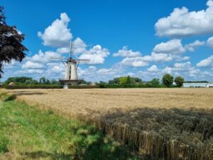 Windmill in field of wheat