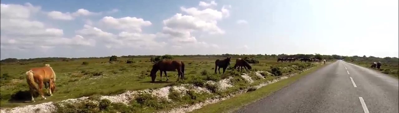 Horses by the road