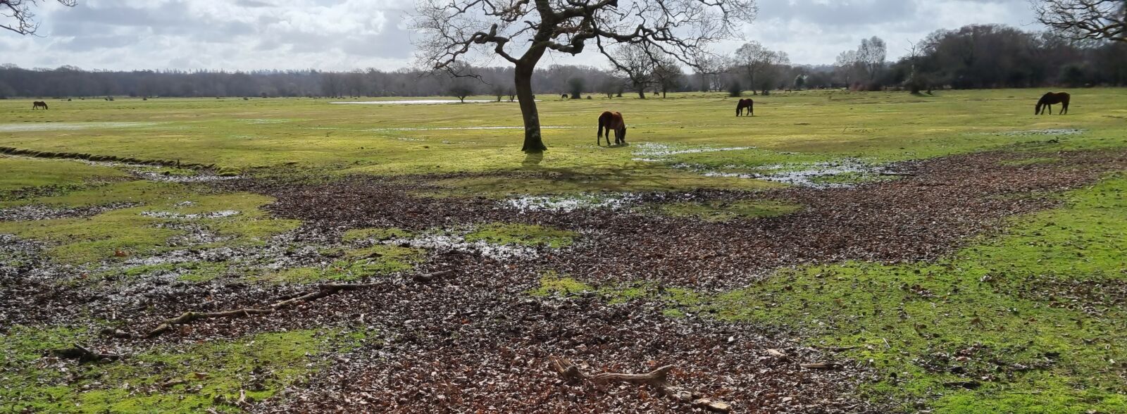 Horses and tree in a field