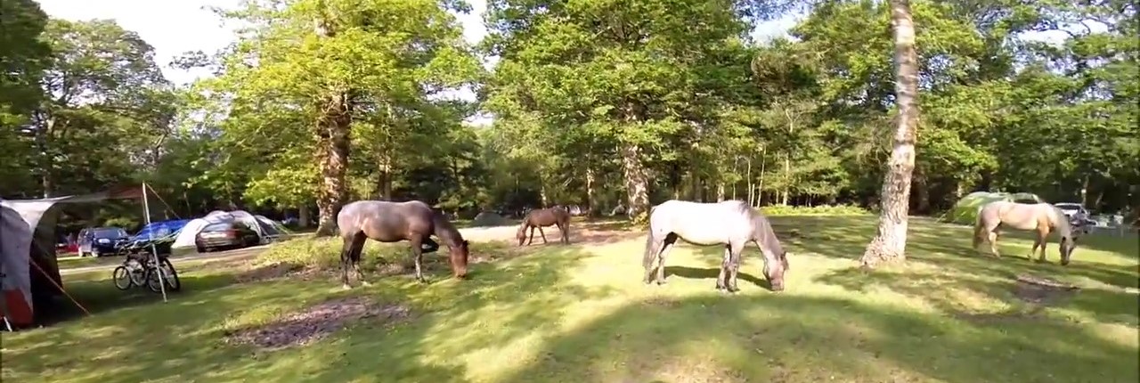 Ponies in the forest
