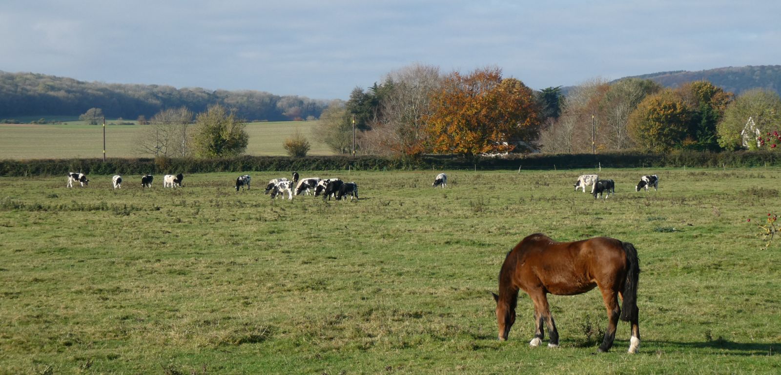 Horse and cows in field