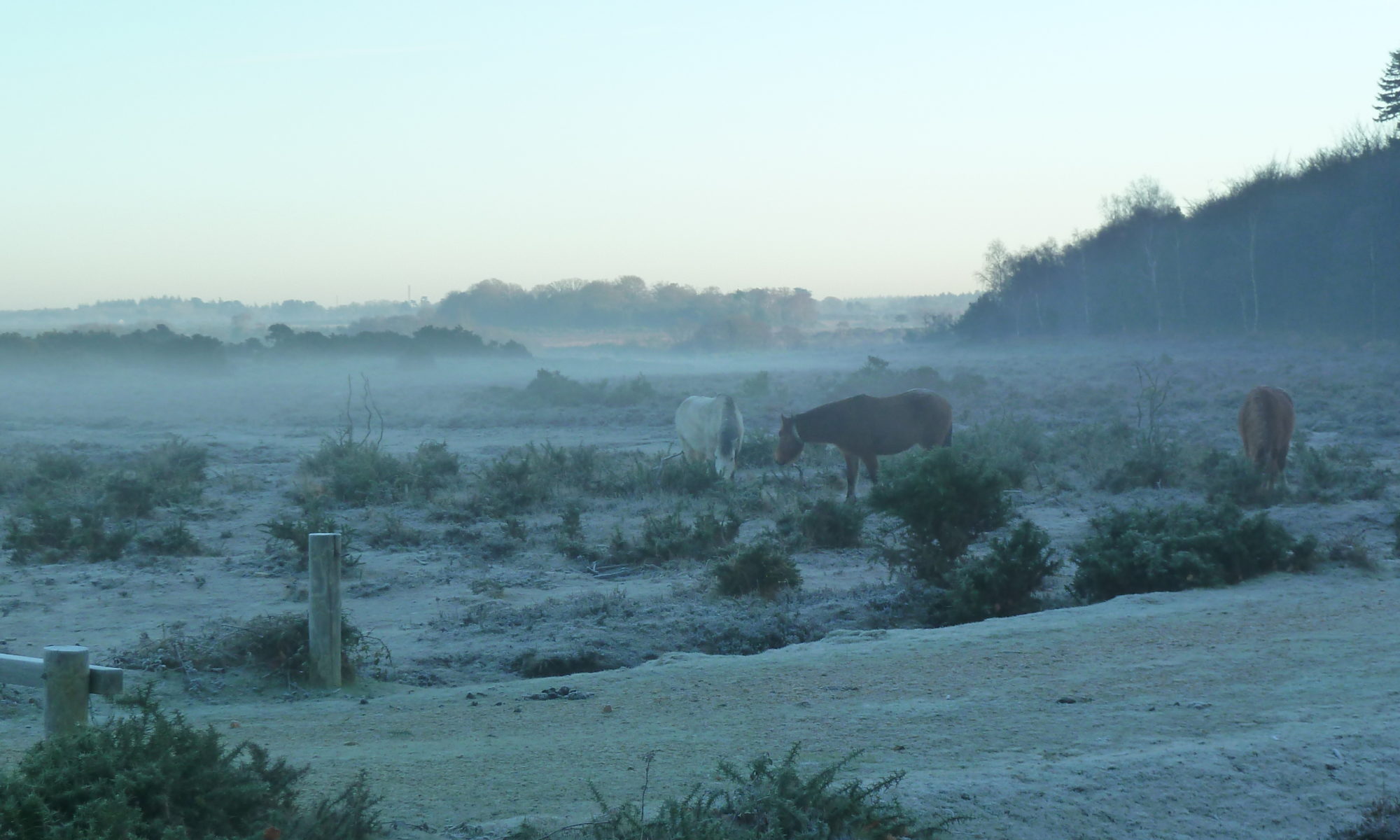 Frosty morning in the New Forest