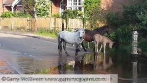 New Forest ponies drinking at a Ford