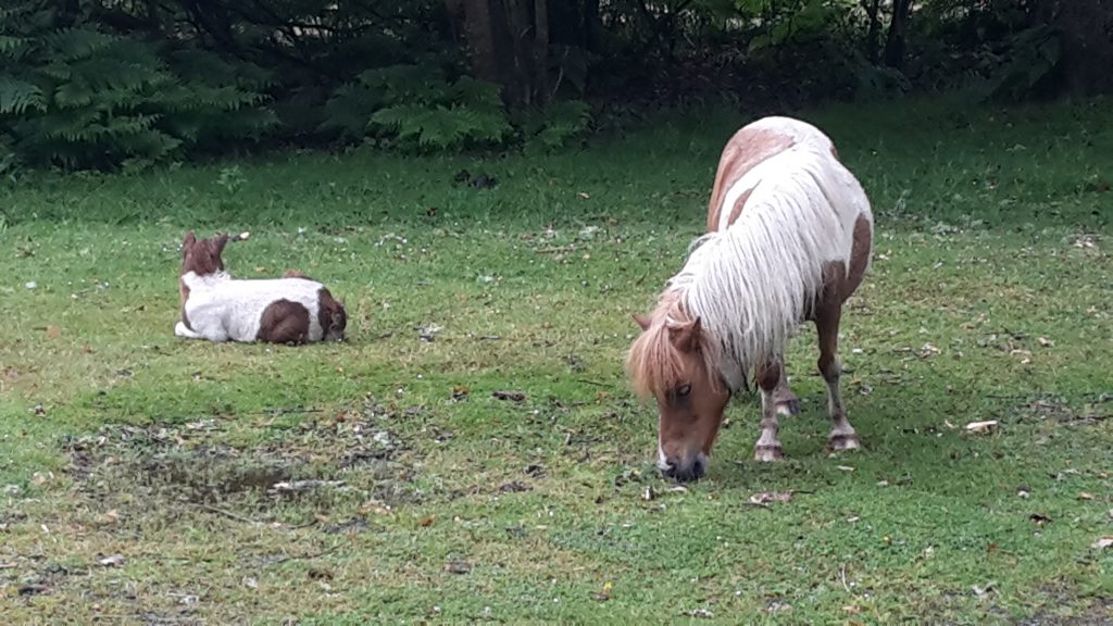 New Forest pony with its foal
